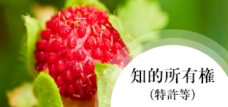 知的所有権（特許等）
